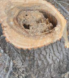 Гнилые стволы