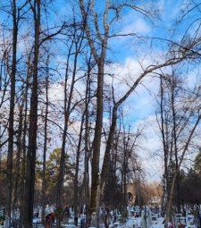 На кладбище работает арборист